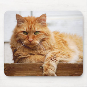 Norsk skogkatt, kung av katter Mousepad Musmatta