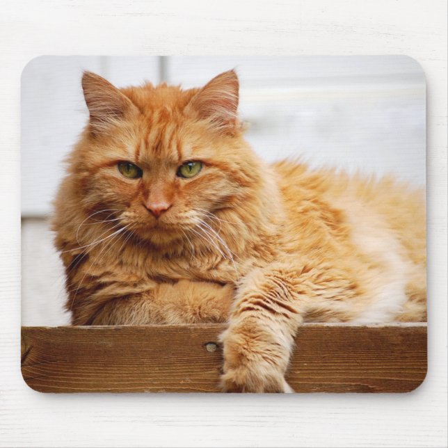 Norsk skogkatt, kung av katter Mousepad Musmatta (Framsidan)