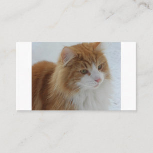 Norsk_Skogkatt Placeringskort