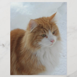 Norsk_Skogkatt Reklamblad