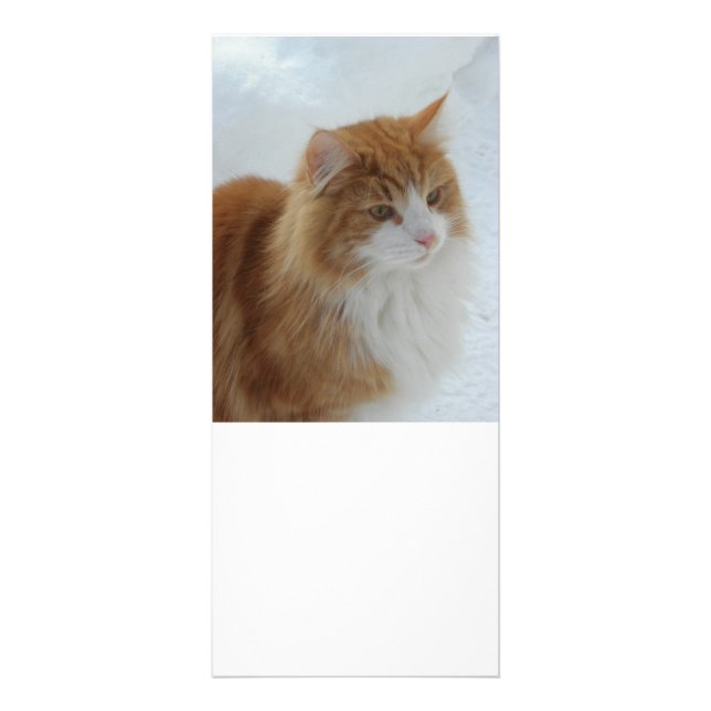 Norsk_Skogkatt Reklamkort (Framsidan)