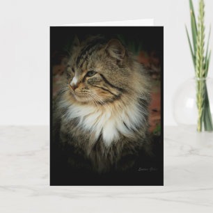 Norsk Skogkatt Saknar Dig Kort