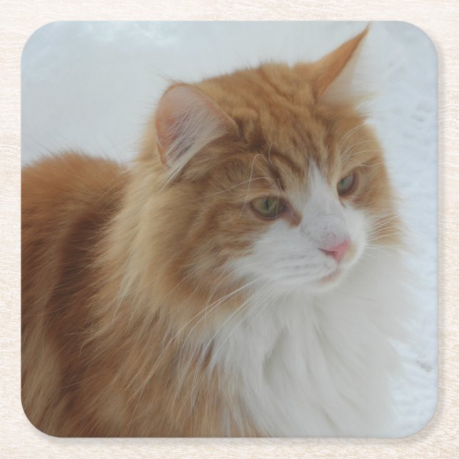Norsk_Skogkatt Underlägg Papper Kvadrat (Framsidan)