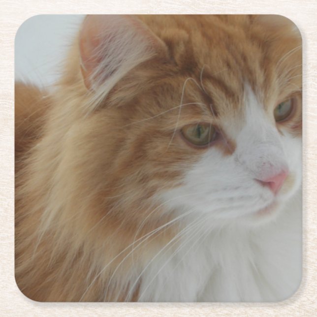 Norsk_Skogkatt Underlägg Papper Kvadrat (Framsidan)