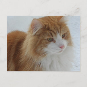 Norsk_Skogkatt Vykort