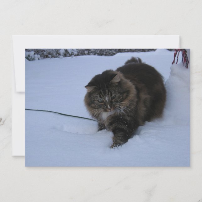 norsk skogskatt brun tabby i snö (Framsida)