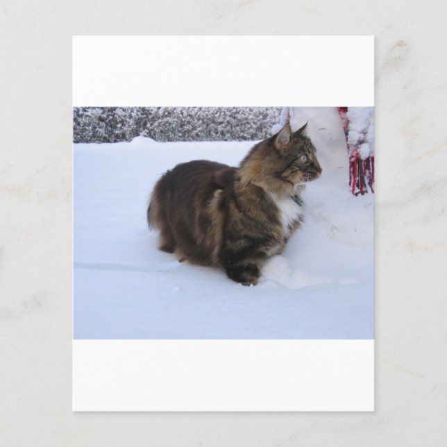 norsk skogskatt i snö (Framsida)