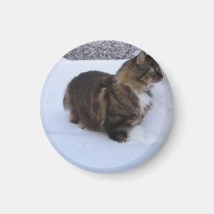 norsk skogskatt i snö magnet
