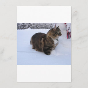 norsk skogskatt i snö meny