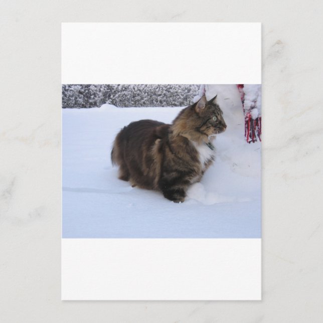 norsk skogskatt i snö meny (Framsida)