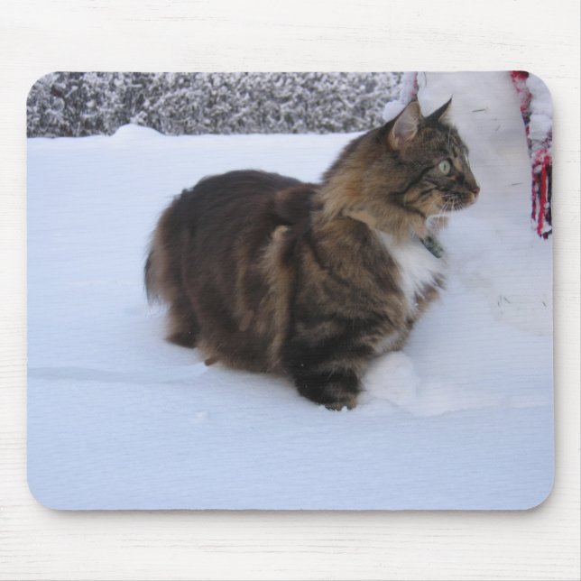 Norsk skogskatt i snö musmatta (Framsidan)