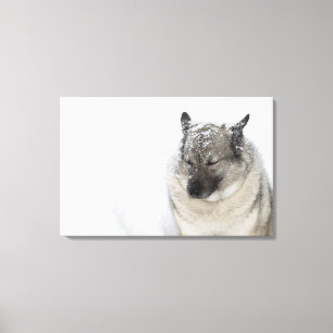 Norska Elkhound Canvastryck