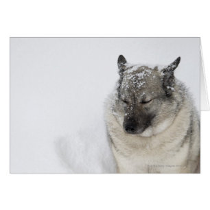 Norska Elkhound Hälsningskort