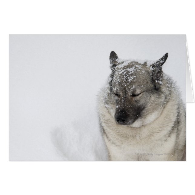 Norska Elkhound Hälsningskort (Framsidan Horizontal)