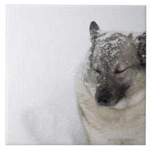 Norska Elkhound Kakelplatta
