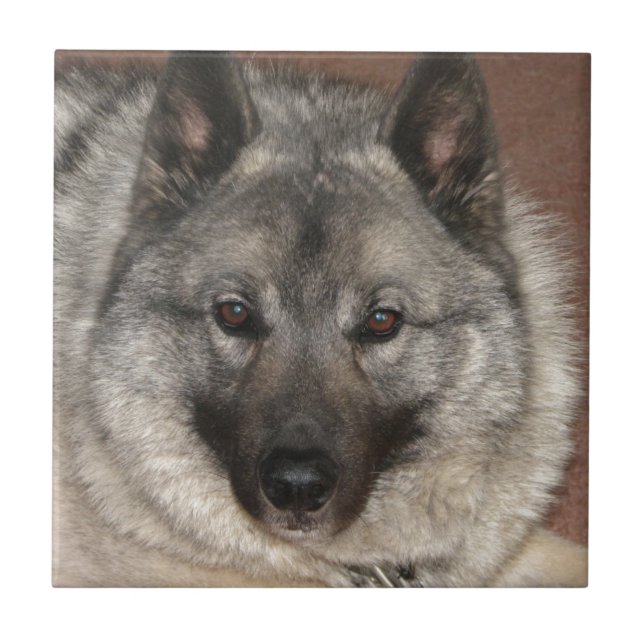 Norska Elkhound Kakelplatta (Framsidan)