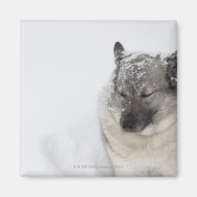 Norska Elkhound Magnet (Framsidan)