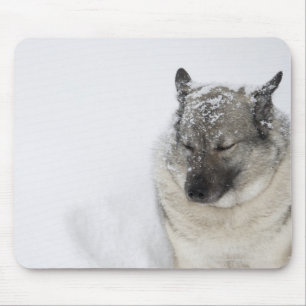Norska Elkhound Musmatta