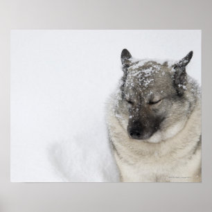 Norska Elkhound Poster