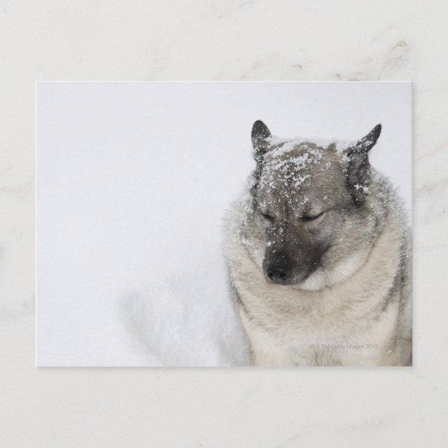 Norska Elkhound Vykort (Framsida)