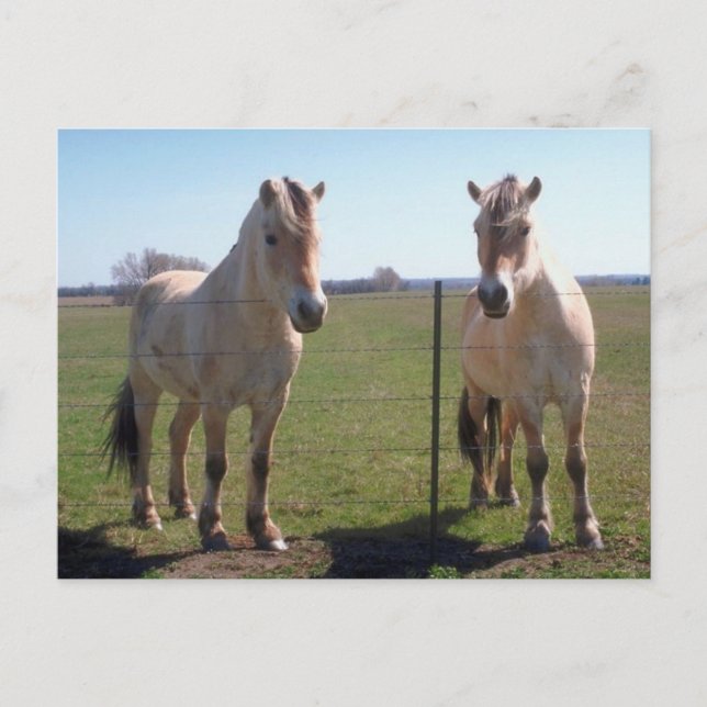 Norska Fjords Vykort (Framsida)