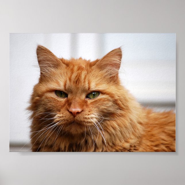 Norska Kanvastrycket Forest Cat Poster (Framsidan)