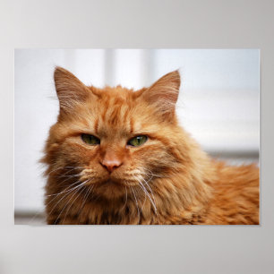 Norska Kanvastrycket Forest Cat Poster