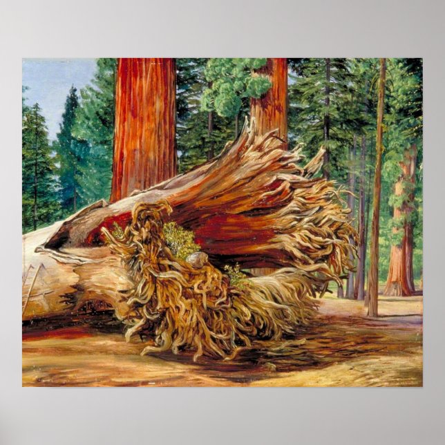 North - A Fallen Giant Calaveras Grove California Poster (Framsidan)