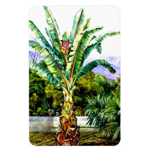 North - Abyssinianskt Ensete i en Garden på Teneri Magnet