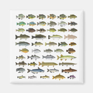North America Freshwater Fish Group Kanvastryck Magnet
