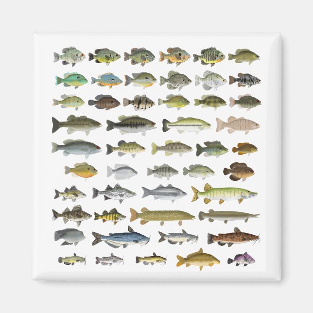 North America Freshwater Fish Group Magnet (Framsidan)