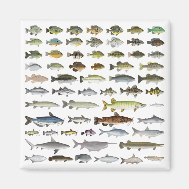 North America Freshwater Fish Group Magnet (Framsidan)