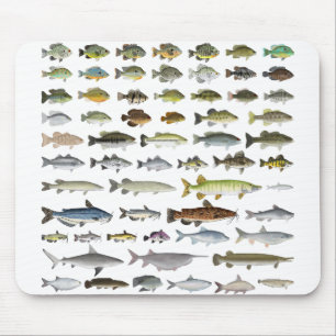 North America Freshwater Fish Group Musmatta