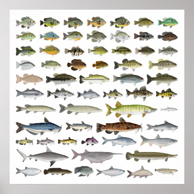 North America Freshwater Fish Group Poster (Framsidan)