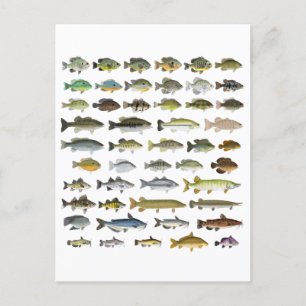 North America Freshwater Fish Group Vykort