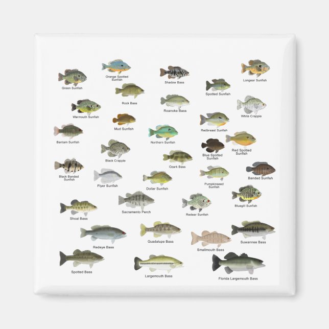 North America Sunfish Family Group Magnet (Framsidan)