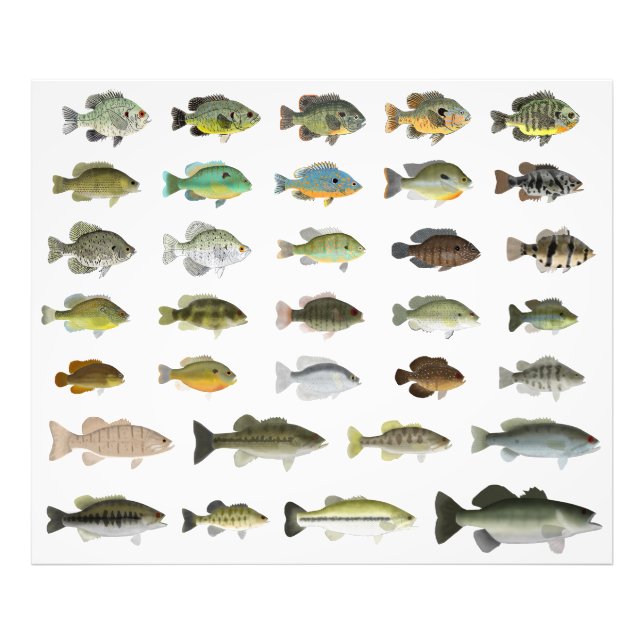 North America Sunfish Group Fototryck (Framsidan)