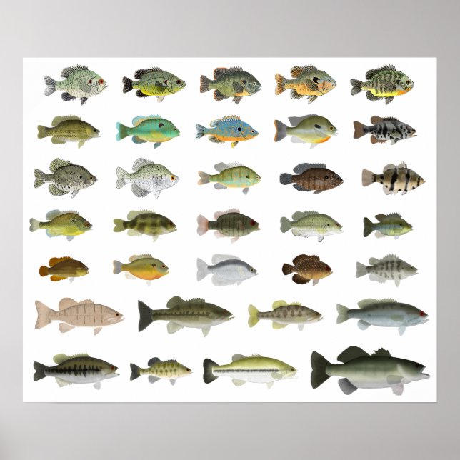 North America Sunfish Group Poster (Framsidan)