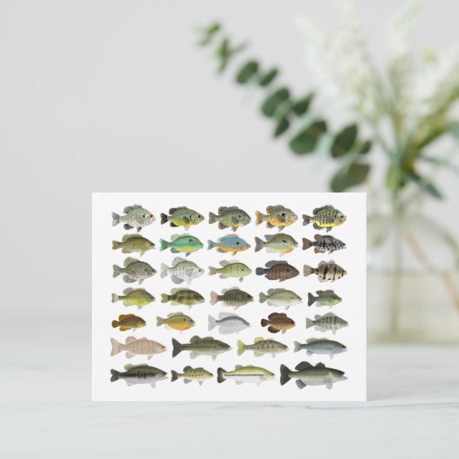 North America Sunfish Group Vykort (Stående Fram)