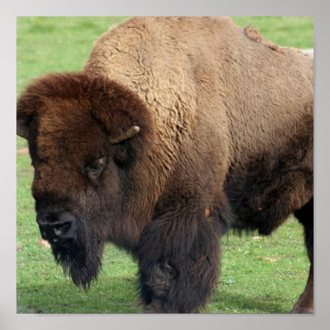 North American Bison Print Poster (Framsidan)