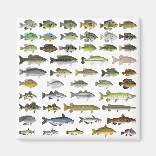 North American Freshwater Fish Group Magnet (Framsidan)