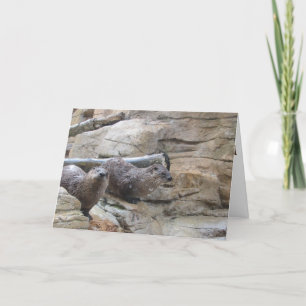 "North American River Otters" tackkort Kort