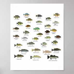 North American Sunfish Group (namngiven) Poster