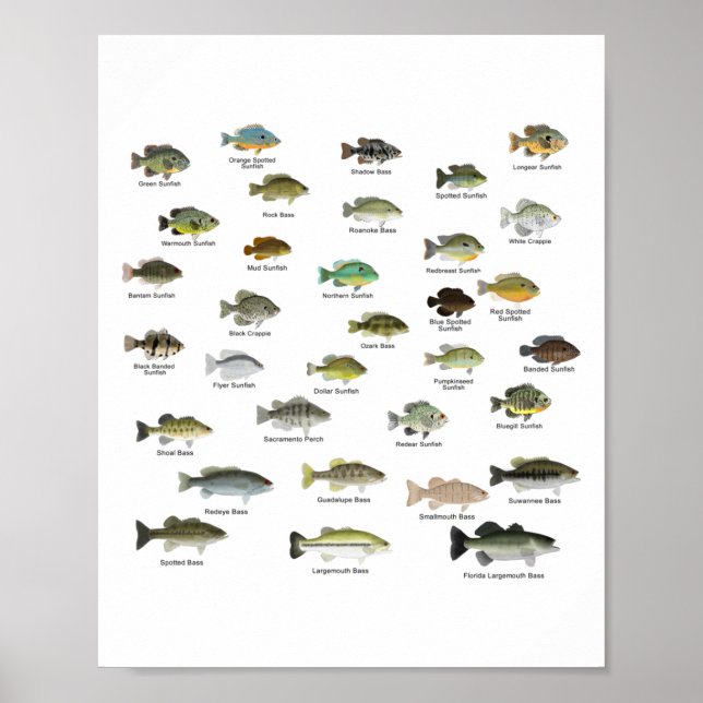 North American Sunfish Group (namngiven) Poster (Framsidan)