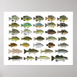 North American Sunfish Group Poster