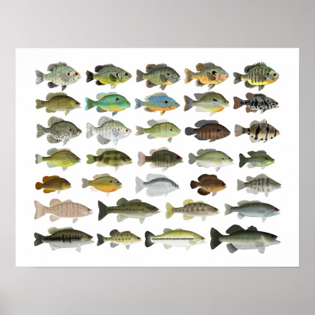 North American Sunfish Group Poster (Framsidan)