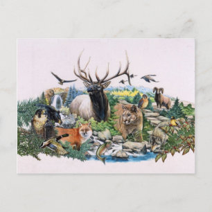 North American Wildlife Vykort
