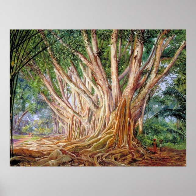 North - Avenue of Indian Rubber Träd, Peradeniya Poster (Framsidan)