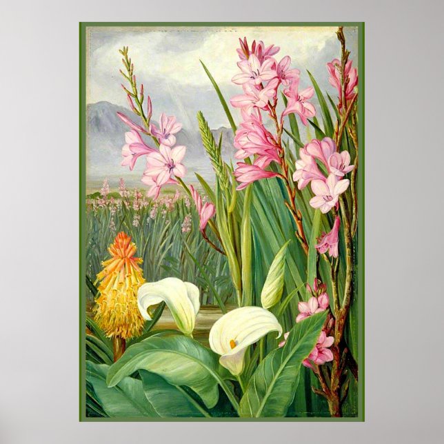 North - Beauties of the Swamps, botanical art Poster (Framsidan)