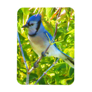 North Blue Jay Tidigt Autumn Quebec Kanada Magnet